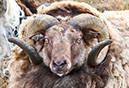 3S1A1123Ram-NA-GL