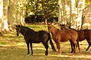 HorsesI6A6461-NA-GL