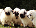 I6A6351.JPG4Friends-NA-GL