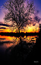 DJI_0366TreeSunset-ML-LA-MI