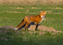 3S1A9864Fox-LA-NA