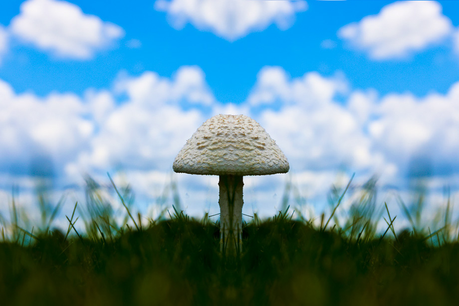 2S0A6664MushroomMirror-MI