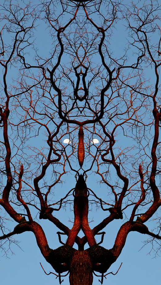 3S1A2456TreeMoonMirrorImage-MI