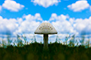 2S0A6664MushroomMirror-MI