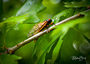 3S1A9989Cicadas-NA-MI