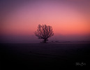 I6A8900Lonelytree-LA-MI