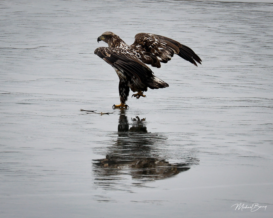 2S0A4600 JuvenileBaldEagle02Feb2025-ML-NA