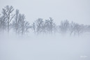 3S1A1314MorseFog-ML-NA