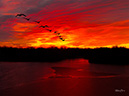 DJI_20250228184544_0370_D SunsetGeese-ML-NA