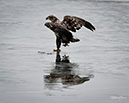 2S0A4600 JuvenileBaldEagle02Feb2025-ML-NA