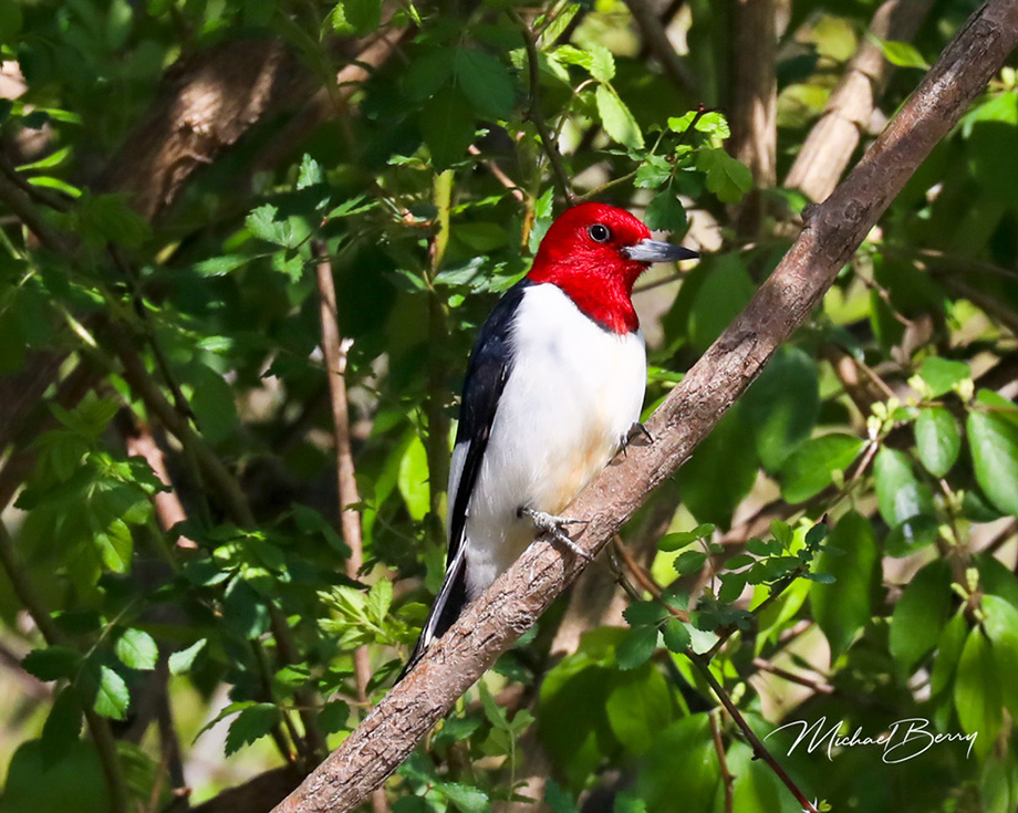 3S1A4249RedHeadedWoodpecker-NA