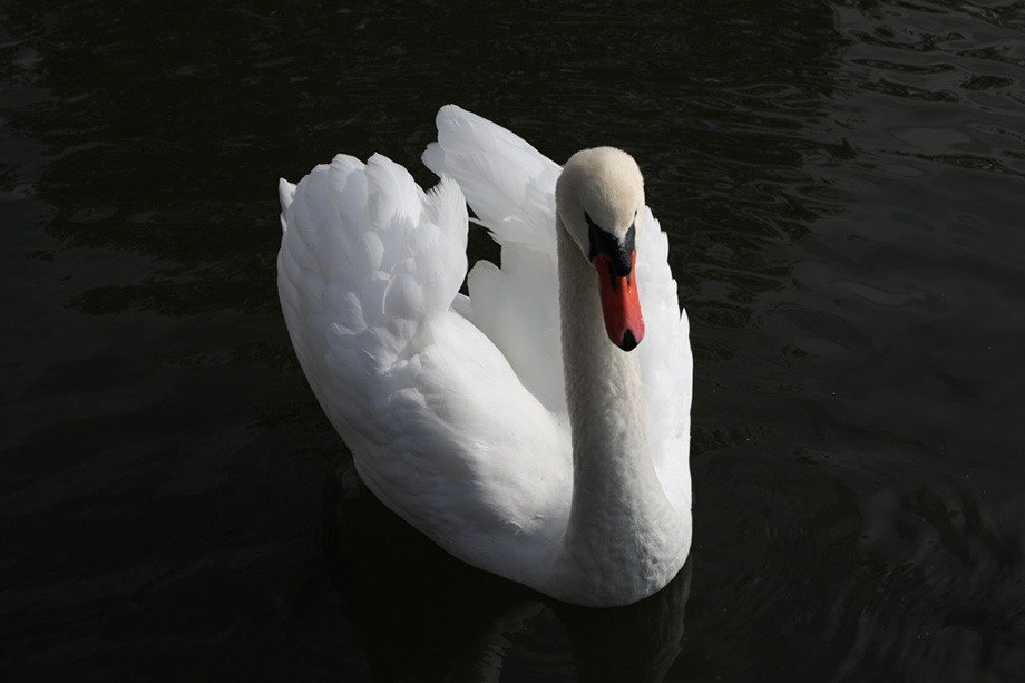 3S1A9142Swan-NA