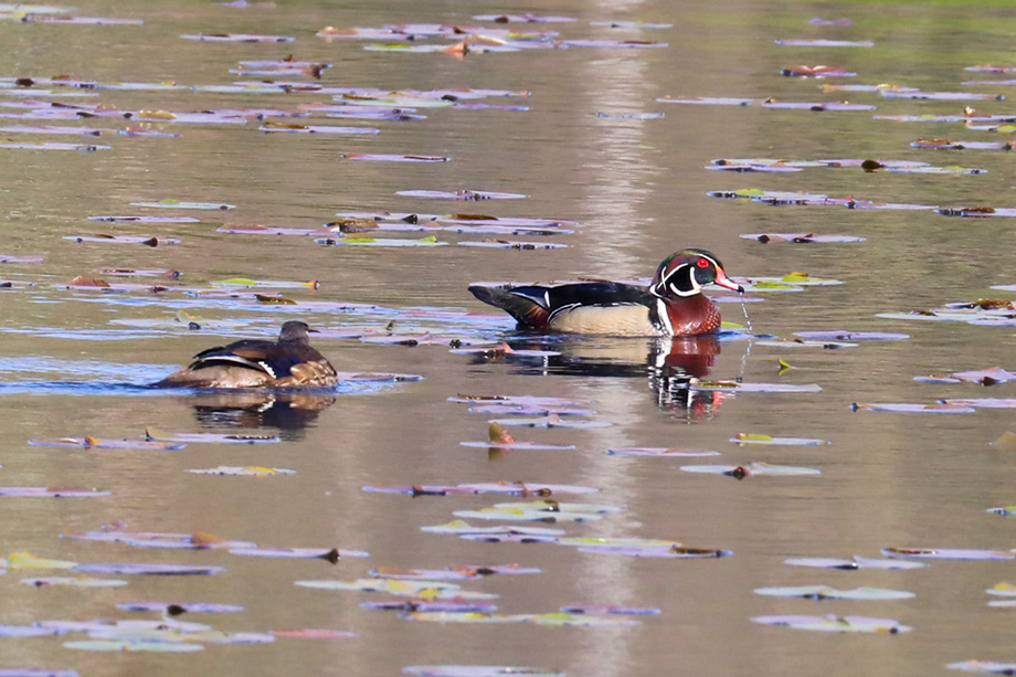 3S1A3934WoodDuck-NA