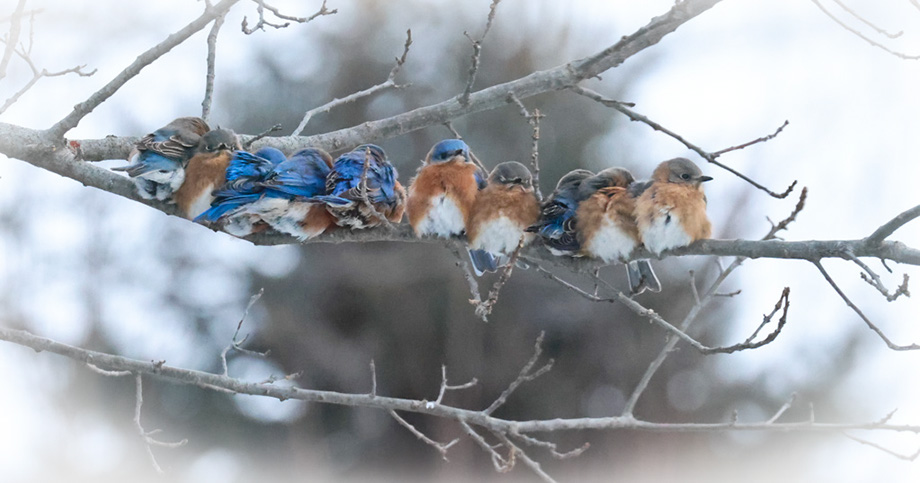 2S0A4504Bluebirds10Row-NA