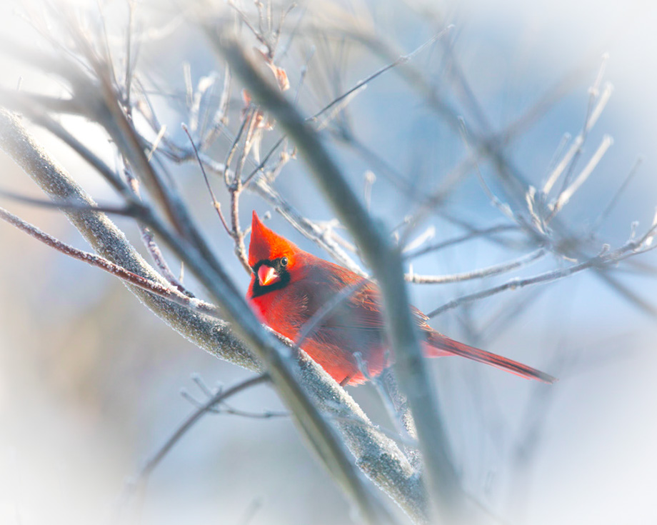 3S1A8832Cardinal-NA