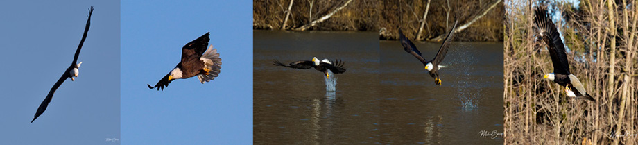 3S1A2204 EagleCollage-NA