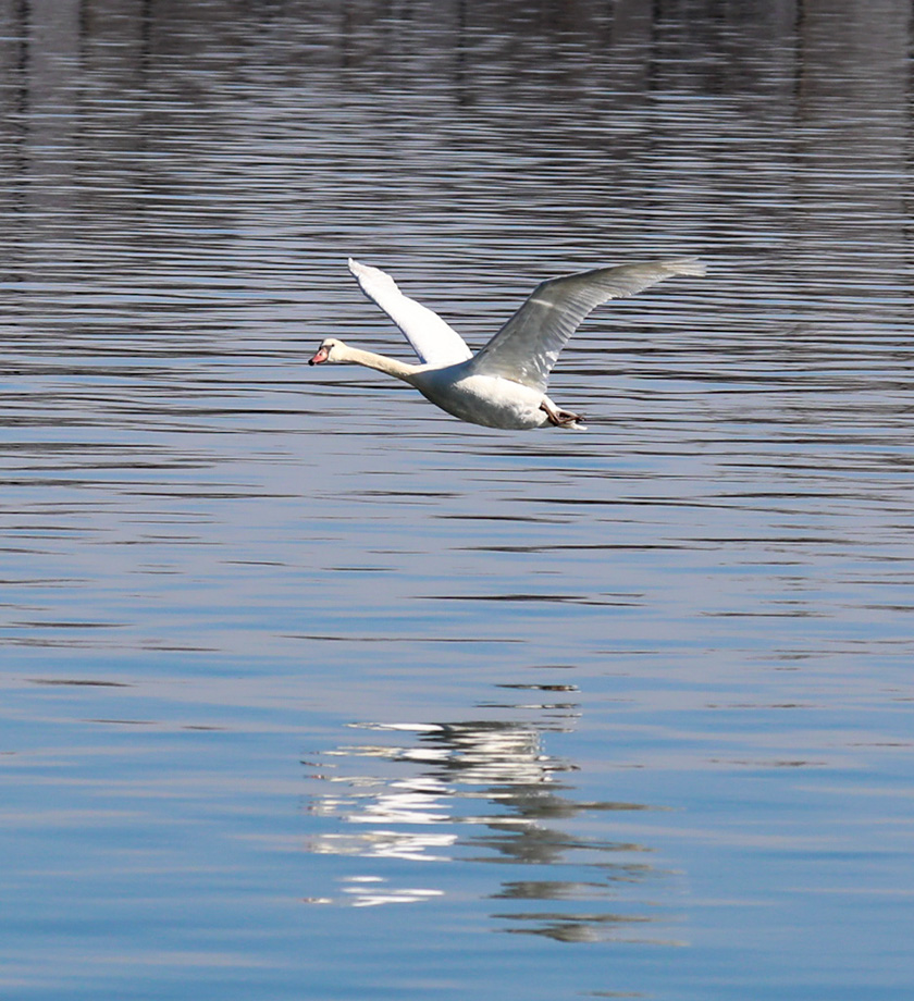 3S1A2401Swan-NA