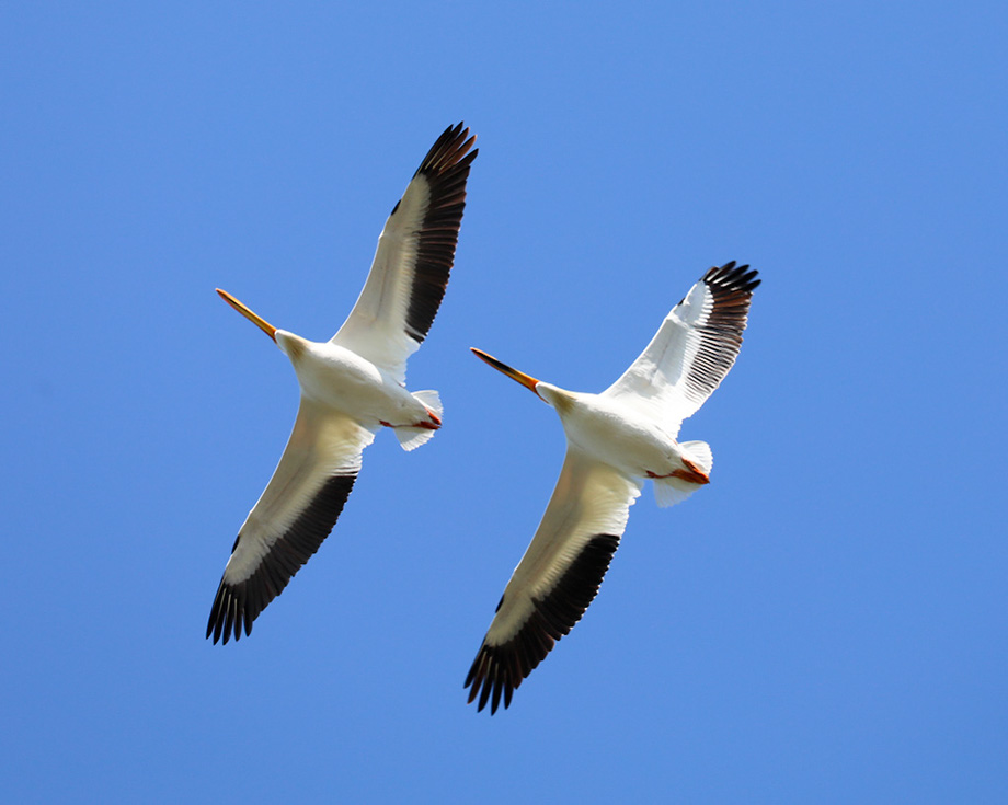 3S1A3174Pelicans-NA