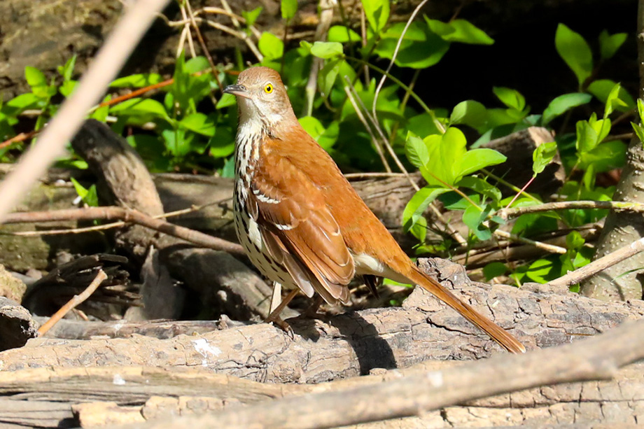 3S1A4165BrownThrasher-NA