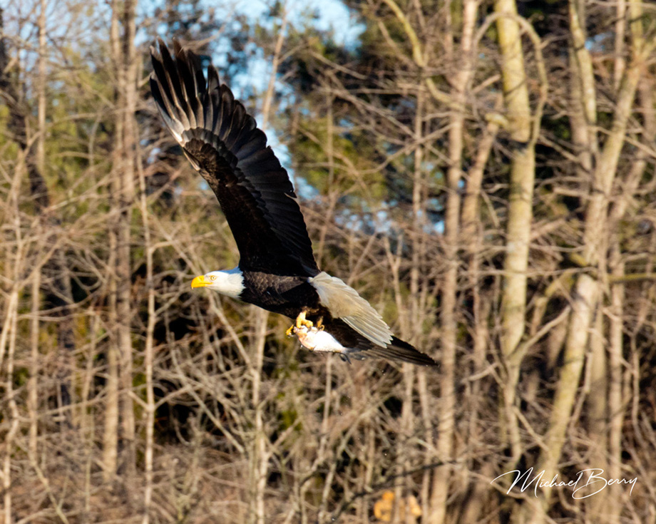 3S1A2220Eagle-NA
