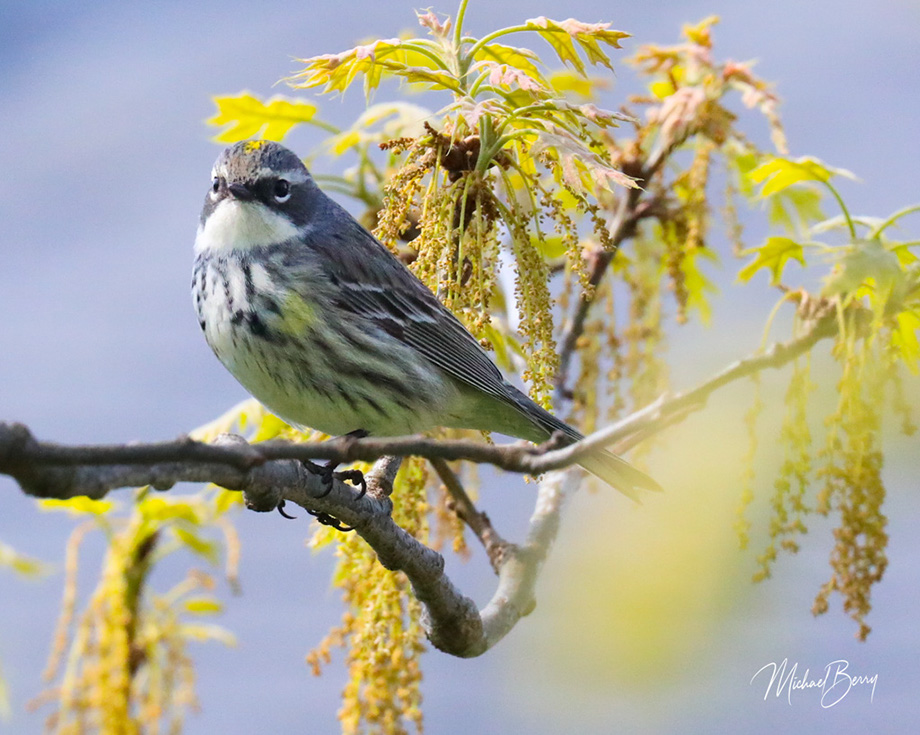 3S1A3727 YellowRumpedWarbler-NA