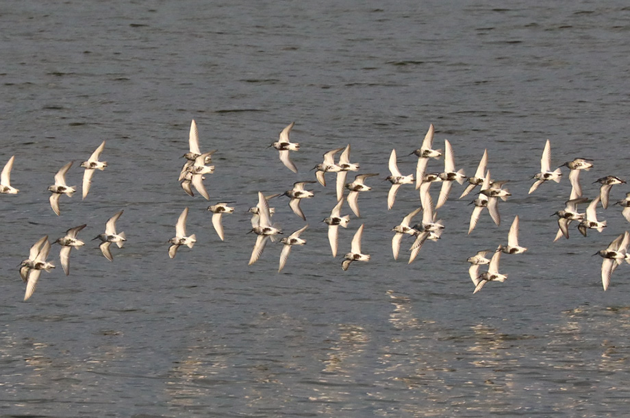 3S1A5008Dunlins-NA