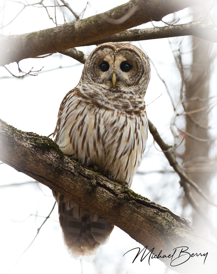 3S1A8787.dngOwlTreeBranch-NA