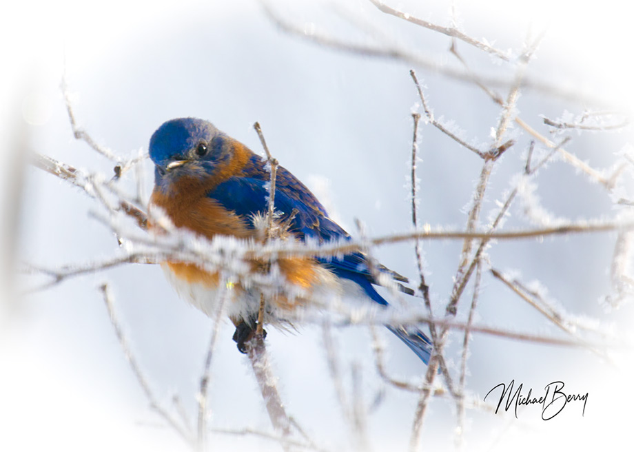 3S1A0024BluebirdFrost-NA