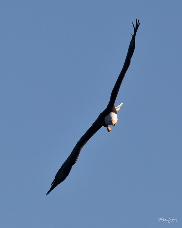 3S1A2204 Eagle-NA