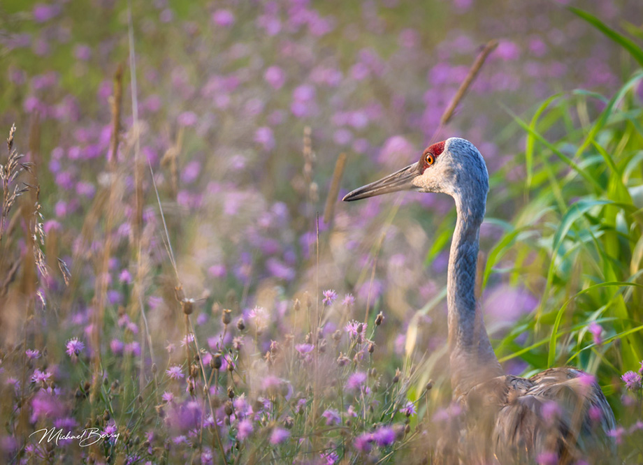 2S0A7718 SandhillCrane-NA