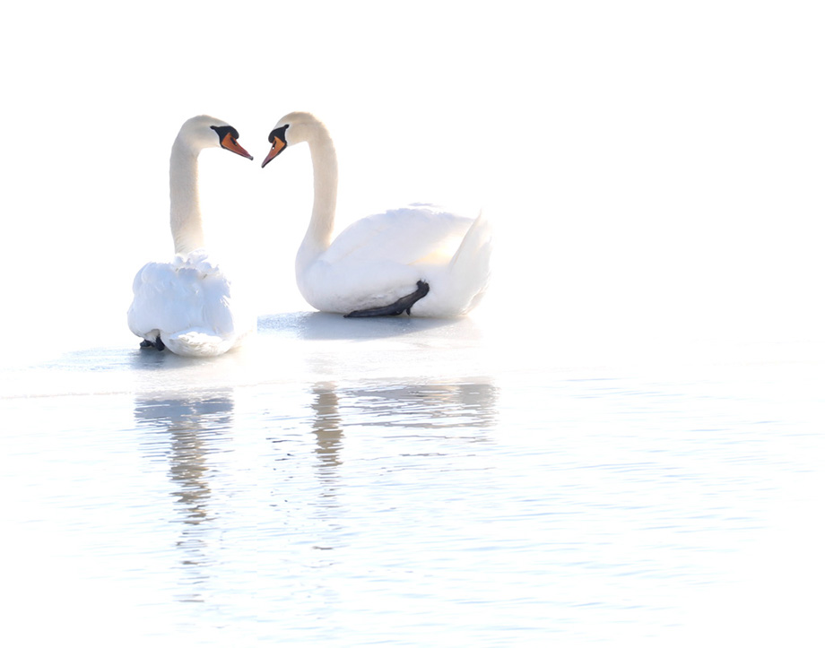 S1A4899Swans-NA