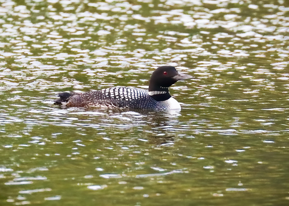 3S1A5440Loon-NA