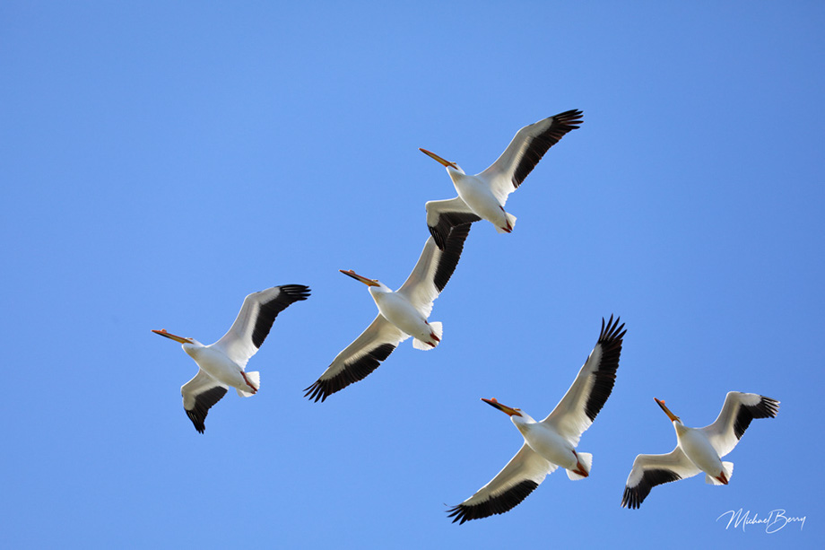 3S1A3152PelicanFlyOver-NA