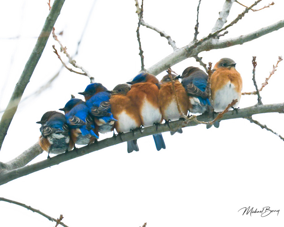 2S0A4385 BluebirdsRow19Jan2025-NA