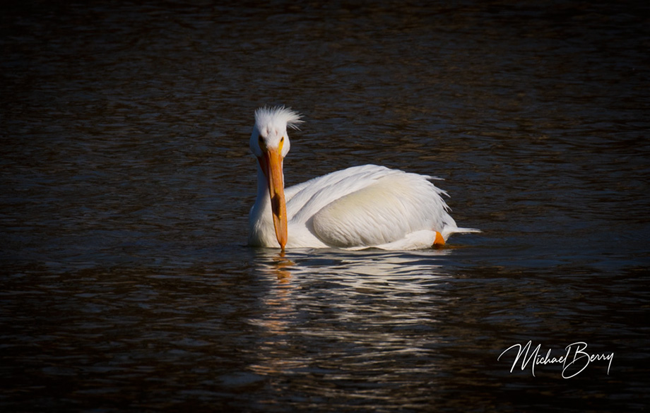 3S1A9148PelicanBadHair-NA