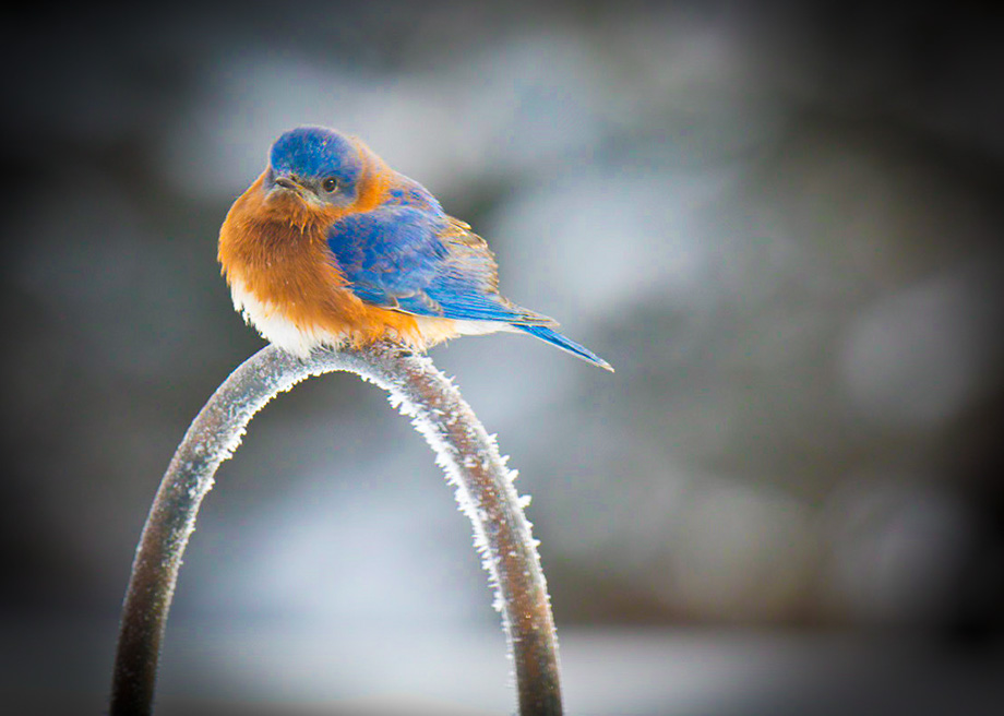 3S1A9975BlueBird-NA