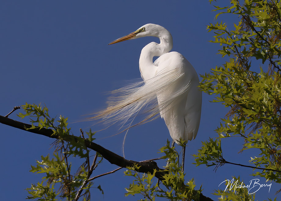3S1A4553Egret-NA