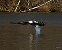3S1A2208EagleFish-NA