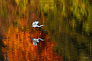 2S0A1852 EgretFallColors-NA
