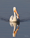 Pelican02Apr2020-NA