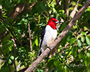 3S1A4249RedHeadedWoodpecker-NA
