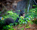 3S1A402BlackSquirrel-NA