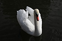 3S1A9142Swan-NA