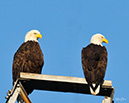 2S0A0188 as Smart Object Double Eagle-NA