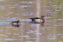 3S1A3934WoodDuck-NA