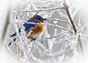 3S1A0006Bluebird-NA