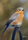 3S1A2433BluebirdSun-NA