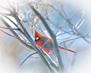 3S1A8832Cardinal-NA