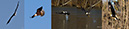 3S1A2204 EagleCollage-NA