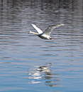 3S1A2401Swan-NA